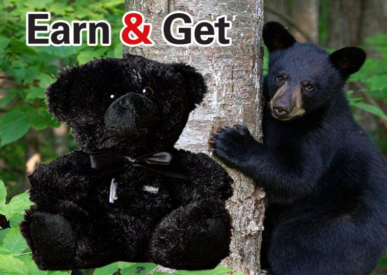 Earn & Get: Plush Bear